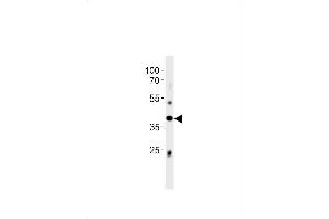 Mouse Abi3 Antibody (C-term) (ABIN1881513 and ABIN2843496) western blot analysis in mouse liver tissue lysates (35 μg/lane). (ABI3 anticorps  (C-Term))