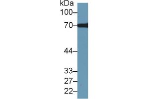 Western Blot; Sample: Human Hela cell lysate; Primary Ab: 1µg/ml Rabbit Anti-Rat TKT Antibody Second Ab: 0. (TKT anticorps  (AA 1-286))