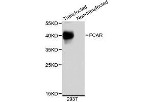 Western blot analysis of extracts of 293T cells, using FCAR antibody (ABIN5995838). (FCAR anticorps)