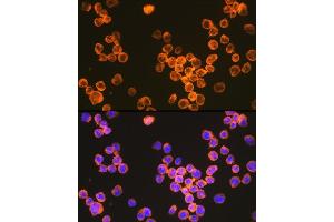 Immunofluorescence analysis of THP-1 cells using CD209 Rabbit mAb (ABIN7266173) at dilution of 1:100 (40x lens).
