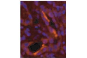 Immunofluorescence image of NPR-Bi staining in cryosection of human kidney. (GUCYB anticorps)