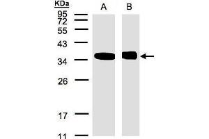 WB Image Sample(30 μg of whole cell lysate) A:293T B:Raji, 12% SDS PAGE antibody diluted at 1:500 (NMI anticorps)