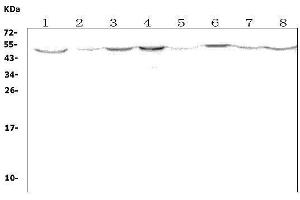 Western blot analysis of Olr1 using anti-Olr1 antibody (ABIN7602017).