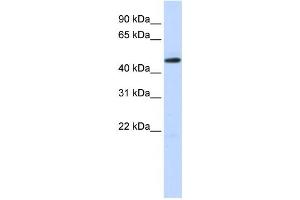 Western Blotting (WB) image for anti-TEA Domain Family Member 2 (TEAD2) antibody (ABIN2458317) (TEAD2 anticorps)