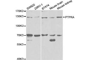 Western blot analysis of extracts of various cell lines, using PTPRA antibody (ABIN5971026) at 1/1000 dilution.