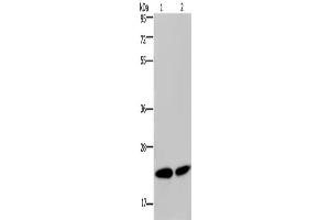 Western Blotting (WB) image for anti-Nucleophosmin/nucleoplasmin 3 (NPM3) antibody (ABIN2423897) (NPM3 anticorps)
