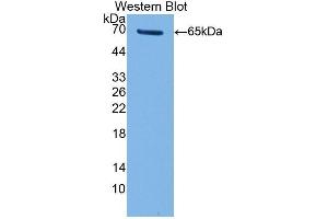 Western Blotting (WB) image for anti-Telomerase Reverse Transcriptase (TERT) (AA 787-1084) antibody (ABIN1860696) (TERT anticorps  (AA 787-1084))