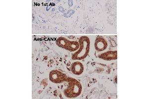 Immunohistochemistry (IHC) image for anti-Calnexin (CANX) (C-Term) antibody (ABIN1440008)