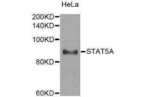 Western blot analysis of extracts of HeLa cells, using STAT5A antibody. (STAT5A anticorps)