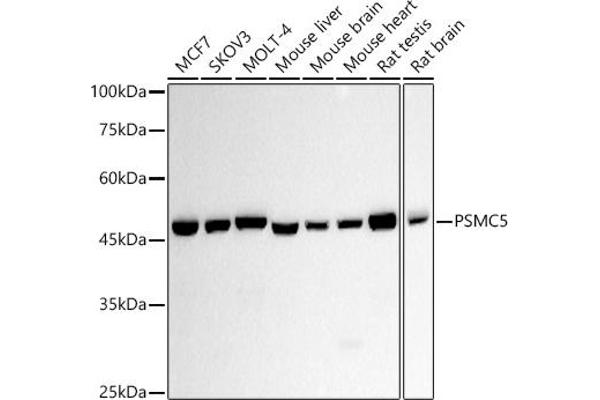 PSMC5 抗体