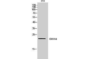 Western Blotting (WB) image for anti-CD300 Molecule-Like Family Member D (CD300LD) (Internal Region) antibody (ABIN3178982) (CD300d anticorps  (Internal Region))