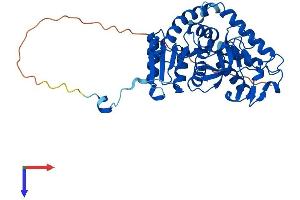 AlphaFold protein structure predicition of Human Recombinant LDHAL6B Protein, UniprotID Q9BYZ2