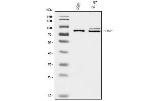 Western blot analysis of Prolyl Endopeptidase/PREP using anti-Prolyl Endopeptidase/PREP antibody (ABIN7599118).