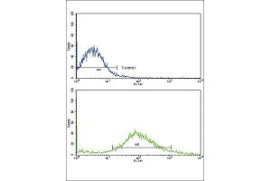 Flow Cytometry (FACS) image for anti-Frizzled Family Receptor 1 (Fzd1) antibody (ABIN3001613) (FZD1 anticorps)