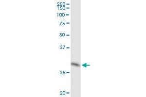 Immunoprecipitation of HLA-DOA transfected lysate using anti-HLA-DOA MaxPab rabbit polyclonal antibody and Protein A Magnetic Bead , and immunoblotted with HLA-DOA purified MaxPab mouse polyclonal antibody (B02P) . (HLA-DOA anticorps  (AA 1-250))