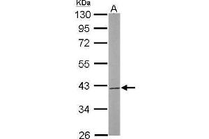 WB Image Sample (50 ug of whole cell lysate) A: Mouse brain 10% SDS PAGE antibody diluted at 1:1000