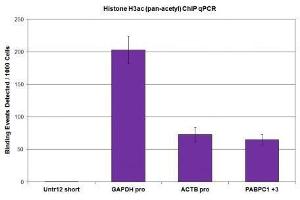 Histone H3ac (pan-acetyl) antibody (pAb) tested by ChIP. (Histone 3 anticorps  (N-Term))