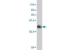 Western Blot detection against Immunogen (33.
