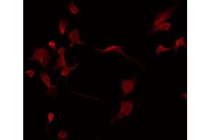 ABIN6275208 staining HepG2 by IF/ICC. (LILRA2 anticorps  (C-Term))