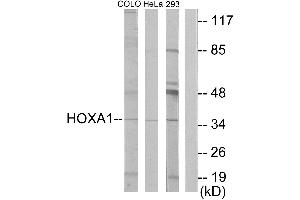 Western blot analysis of extracts from COLO cells, HeLa/ cells and 293 cells, using HOXA1 antibody. (HOXA1 anticorps  (Internal Region))