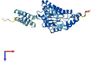 AlphaFold protein structure predicition of Mouse Recombinant Hsd11b2 Protein, UniprotID P51661