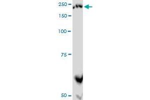 PLXNA2 monoclonal antibody (M06), clone 2G5.