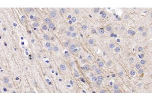 Detection of NRG1 in Rat Cerebrum Tissue using Polyclonal Antibody to Neuregulin 1 (NRG1) (Neuregulin 1 anticorps  (AA 13-259))