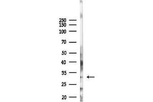 anti-Golgi SNAP Receptor Complex Member 1 (GOSR1) (Internal Region) antibody
