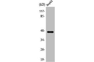 Western Blot analysis of Jurkat cells using SR-1A Polyclonal Antibody (Serotonin Receptor 1A anticorps  (C-Term))