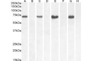 (ABIN768583) (0. (NOX1 anticorps  (Internal Region))