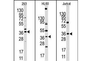 Western blot analysis of anti-HIF1AN (N-term) Pab in 293, HL60 and Jurkat cell line lysates.