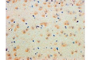 Immunohistochemistry (IHC) image for anti-Contactin 1 (CNTN1) (AA 585-870) antibody (ABIN5863341) (Contactin 1 anticorps  (AA 585-870))