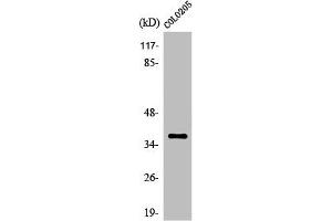 Western Blot analysis of HepG2 cells using Olfactory receptor 52B2 Polyclonal Antibody (OR52B2 anticorps  (Internal Region))