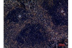 Immunohistochemistry (IHC) analysis of paraffin-embedded Mouse Spleen, antibody was diluted at 1:100. (PROCR anticorps  (Internal Region))
