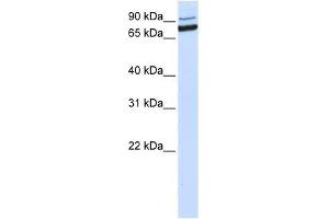 XAB2 antibody used at 0. (XAB2 anticorps  (C-Term))