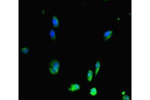 Immunofluorescent analysis of Hela cells using ABIN7150287 at dilution of 1:100 and Alexa Fluor 488-congugated AffiniPure Goat Anti-Rabbit IgG(H+L)