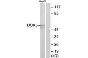 Western blot analysis of extracts from HepG2 cells, using DOK3 Antibody. (DOK3 anticorps  (AA 101-150))
