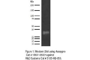 Western Blotting (WB) image for anti-Complement Component 1, Q Subcomponent Binding Protein (C1QBP) antibody (Biotin) (ABIN1803615) (C1QBP anticorps  (Biotin))