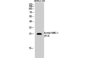 Western Blot analysis of NIH-3T3, HepG2-UV cells using Acetyl-HMG-1 (K12) Polyclonal Antibody.
