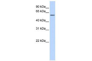 KIAA1754L antibody used at 1 ug/ml to detect target protein.