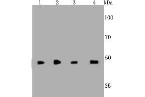 Lane 1: 293, Lane 2: F9, Lane 3: PC12, Lane 4: Hela lysates probed with Cyclin A2 (2E9) Monoclonal Antibody  at 1:1000 overnight at 4˚C. (Cyclin A anticorps)