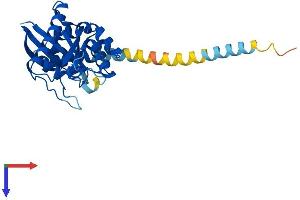 AlphaFold protein structure predicition of Mouse Recombinant Gimap1 Protein, UniprotID P70224