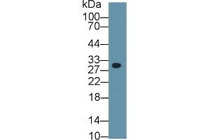 Detection of PHB in Mouse Cerebrum lysate using Polyclonal Antibody to Prohibitin (PHB)