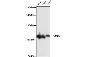 Western blot analysis of extracts of various cell lines, using PSMD1 antibody (ABIN7269586) at 1:1000 dilution.
