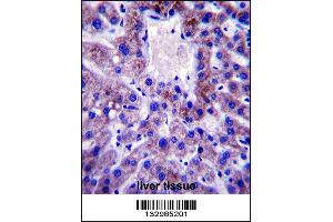 UBE2W Antibody immunohistochemistry analysis in formalin fixed and paraffin embedded human liver tissue followed by peroxidase conjugation of the secondary antibody and DAB staining. (UBE2W anticorps  (C-Term))