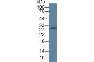 Western Blot; Sample: Rat Bone marrow lysate; Primary Ab: 2µg/ml Rabbit Anti-Human CEBPd Antibody Second Ab: 0. (CEBPD anticorps  (AA 51-252))