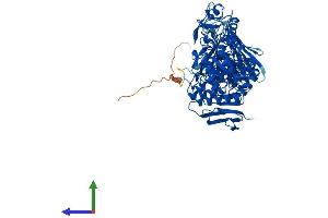 AlphaFold protein structure predicition of Human Recombinant MYORG Protein, UniprotID Q6NSJ0