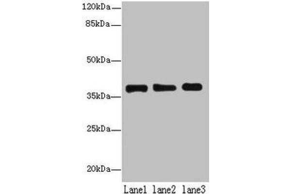 MRPL44 Antikörper  (AA 31-332)