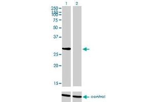 NRBP2 anticorps  (AA 151-258)