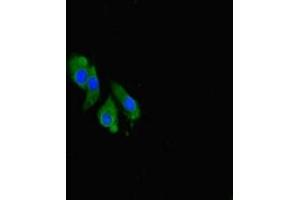 Immunofluorescent analysis of Hela cells using ABIN7148947 at dilution of 1:100 and Alexa Fluor 488-congugated AffiniPure Goat Anti-Rabbit IgG(H+L)